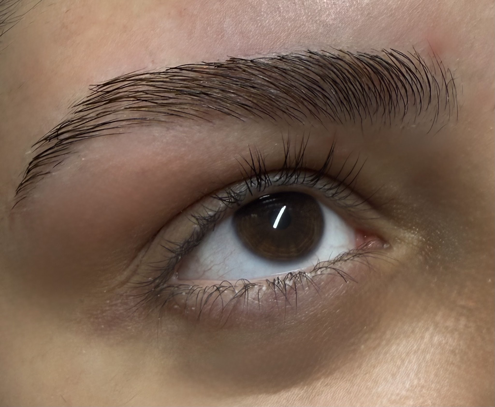 Gelamineerde wenkbrauw, strak omhoog geborsteld, boven een bruin oog
